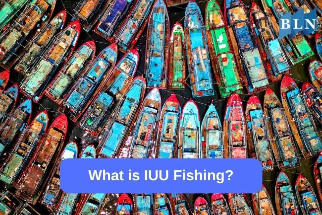 What is IUU Fishing?